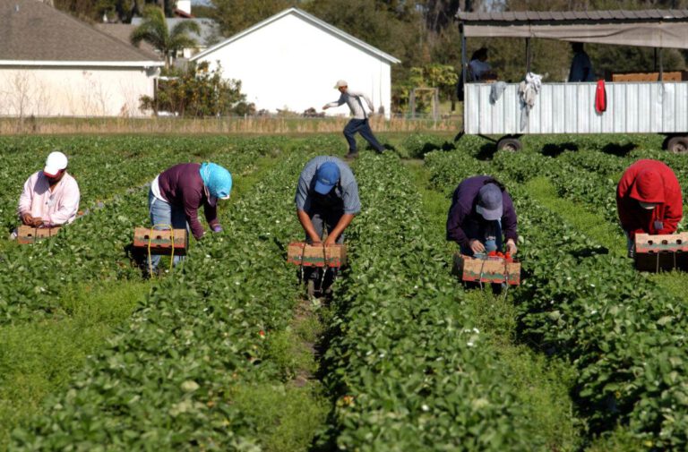 Romanian migrants found working in “dehumanising” conditions on Dutch farm