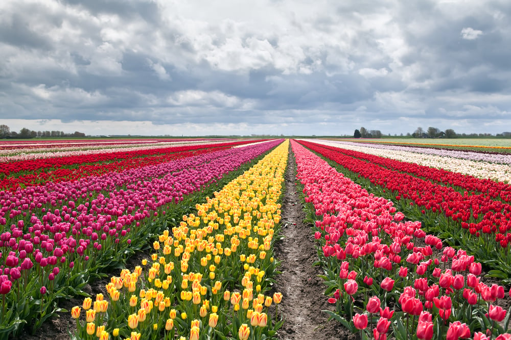 Colourful-tulip-fields-in-the-Netherlands