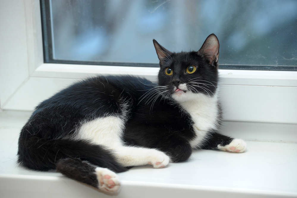 black-and-white-cat-on-white-windowsill-looking-alert-and-away-from-the-camera