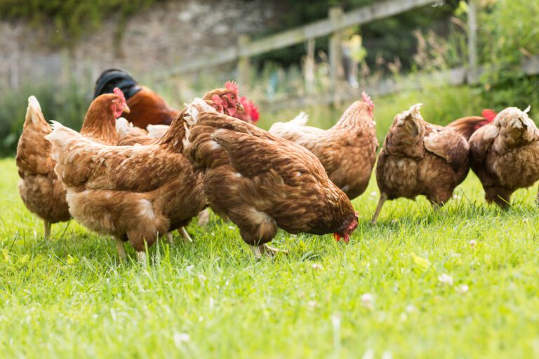 Flying free: only free-range chicken to be sold in Dutch supermarkets by 2023