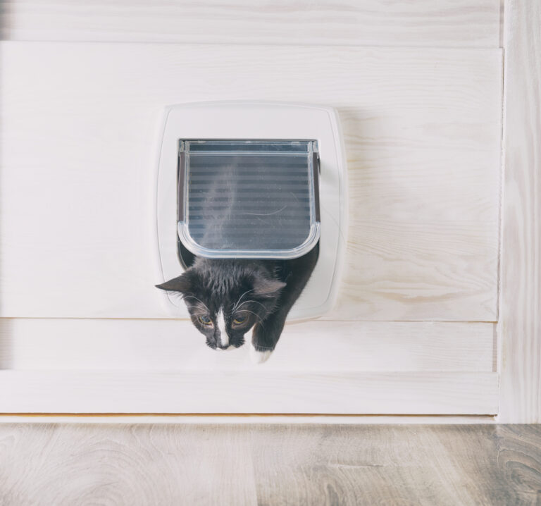 Controversial kitty: Felix stopped returning to his owner, so she took her neighbour to Dutch court