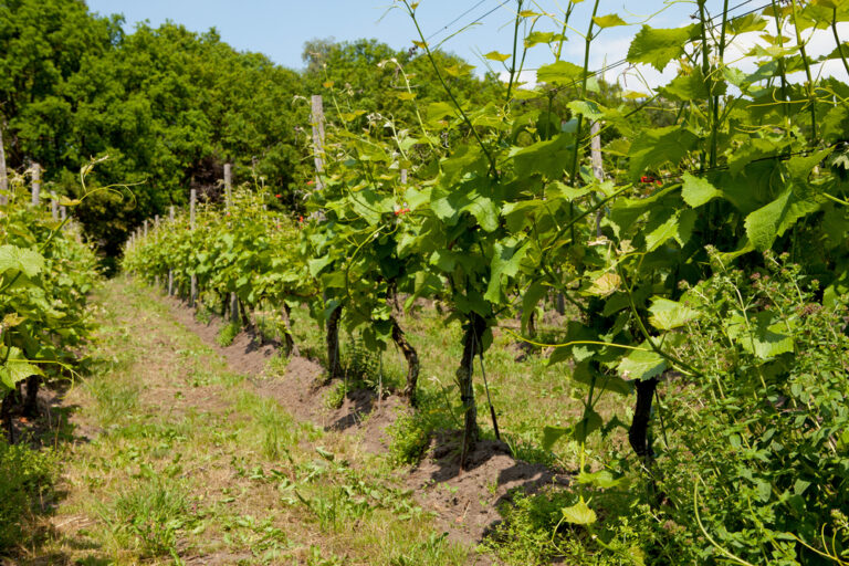 Climate change is threatening Europe’s wine flavour and the Netherlands is benefitting from it
