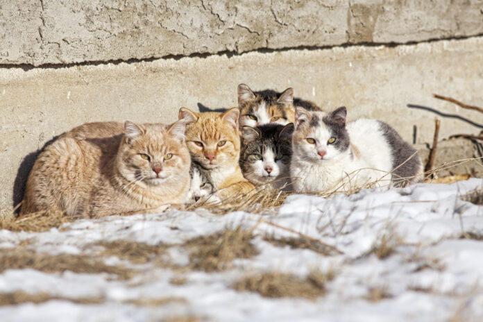 A-group-of-stray-cats-huddled-together-in-the-cold-looking-scared-and-cold
