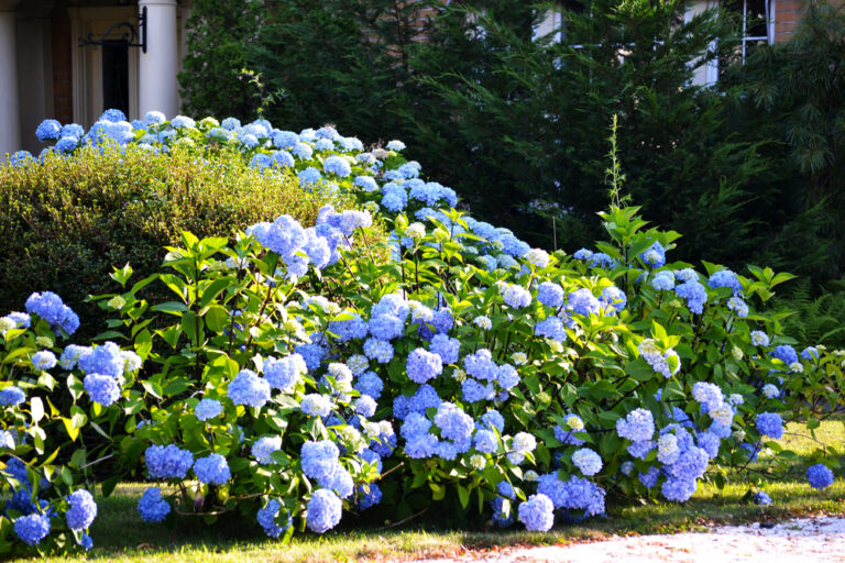 Hydrangea thieves on the loose — more than just pretty flowers