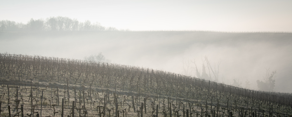 Photo-of-vineyard-in-frost