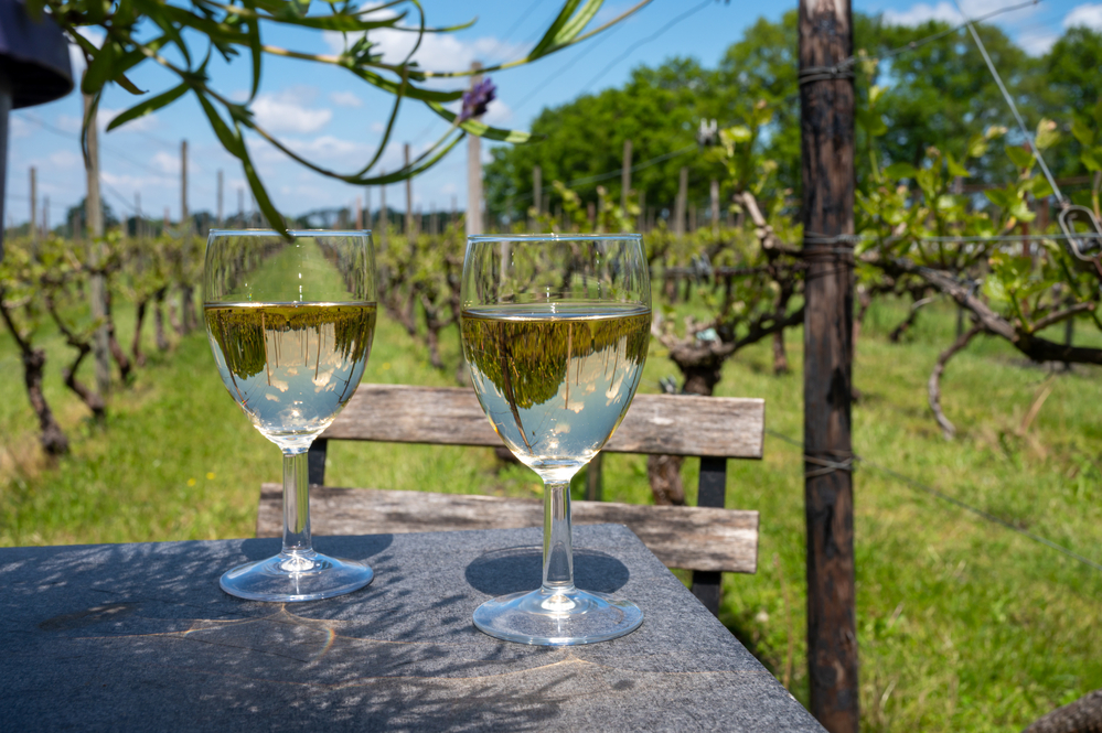 Photo-of-wine-vineyard-Netherlands