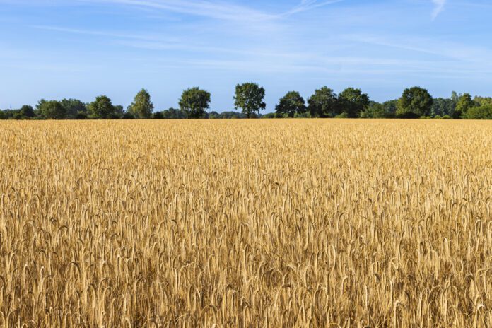 dry-wheat-field-with-green-trees-in-background-on-sunny-day