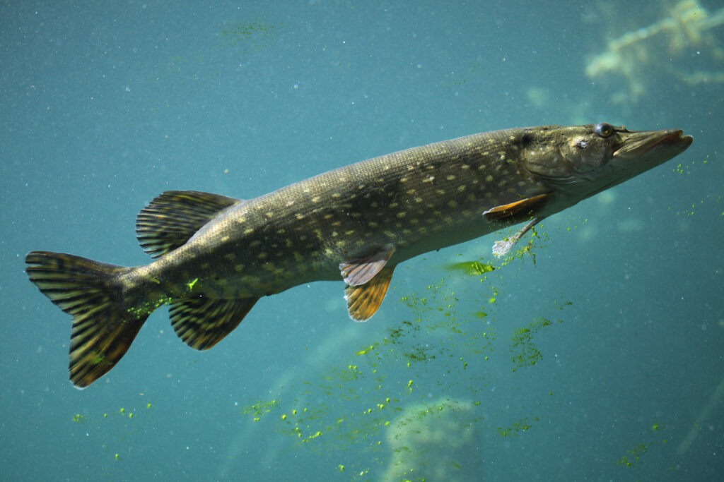 Fish-migrating-through-smart-Dutch-invention-of-doorbell-for-Dutch-canals