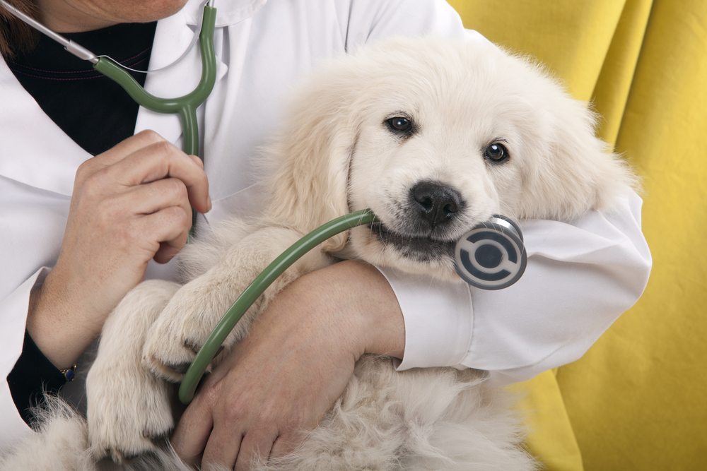 golden-retriever-puppy-playing-with-a-stethoscope-vet