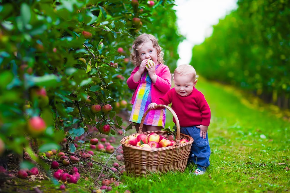 Little-girl-and-boy-picking-red-apples-with-basket-on-farm-in-the-Netherlands-October 