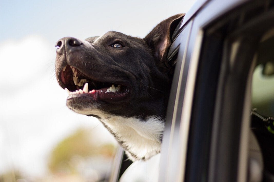 dog-in-car-going-to-uk-from-netherlands
