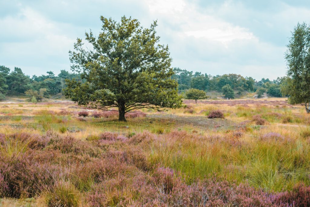 picture-of-Donkere-Duinen-national-park-with-tree-in-the-background