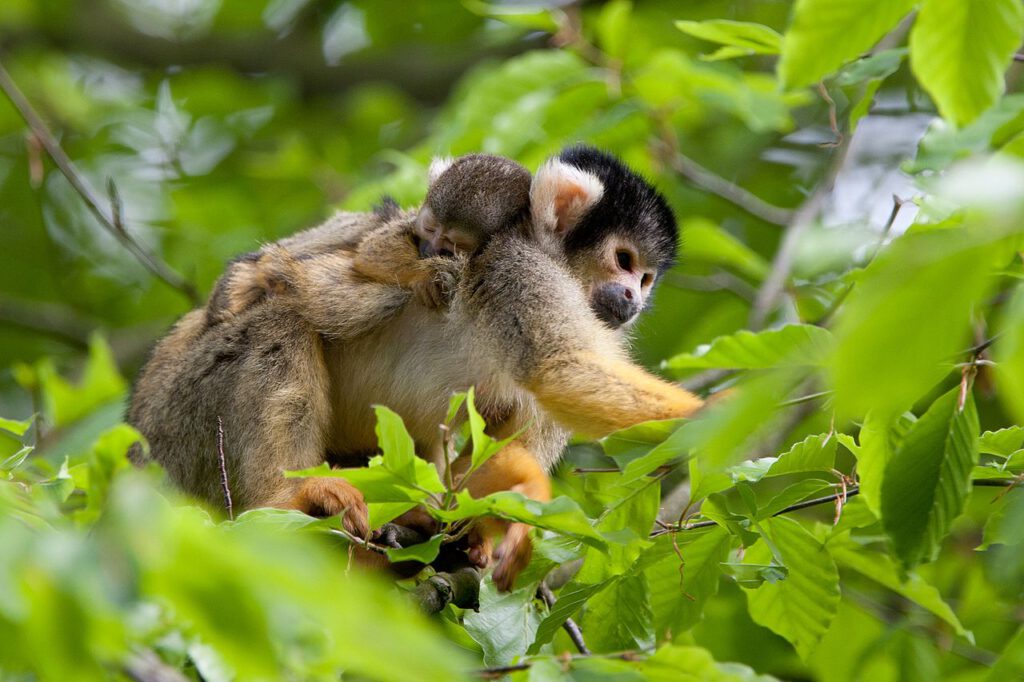 photo-of-a-monkey-carrying-her-baby-in-the-apenheul-zoo-netherlands