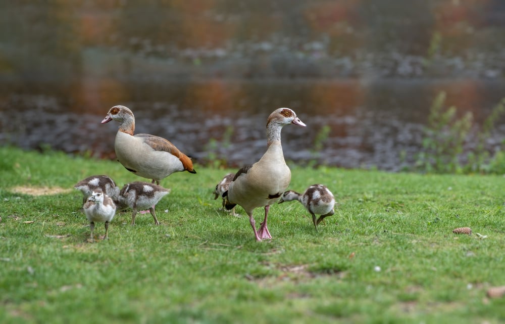 duck-family-in-vondelpark