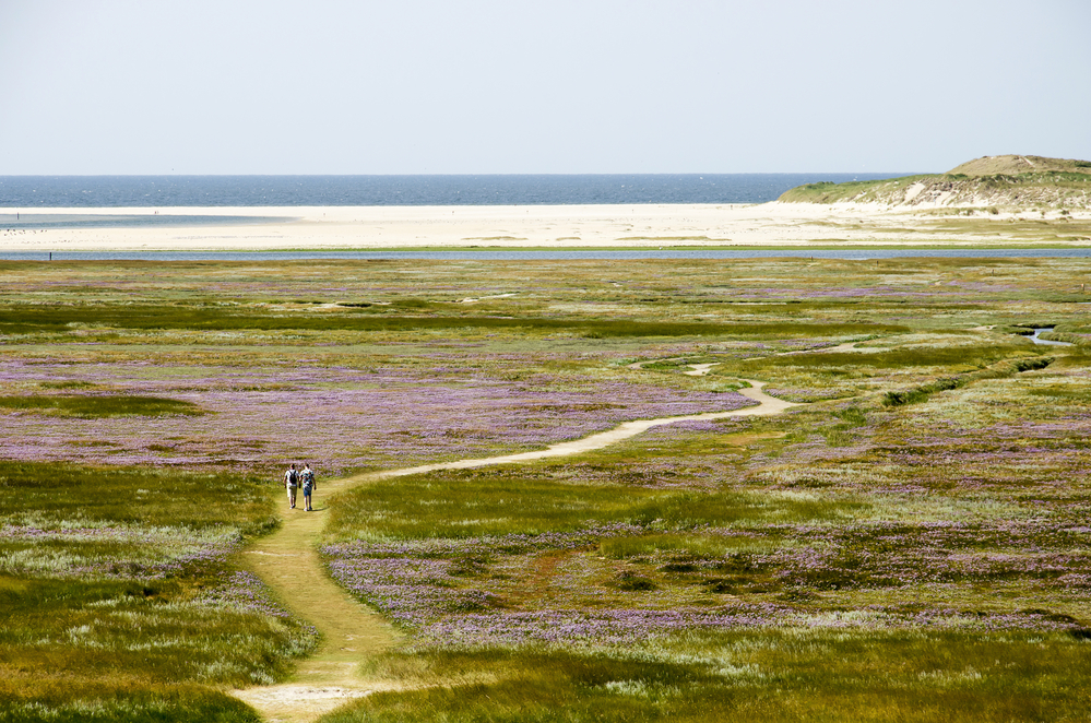 People-walking-through-the-nature-and-dunes-in-texel