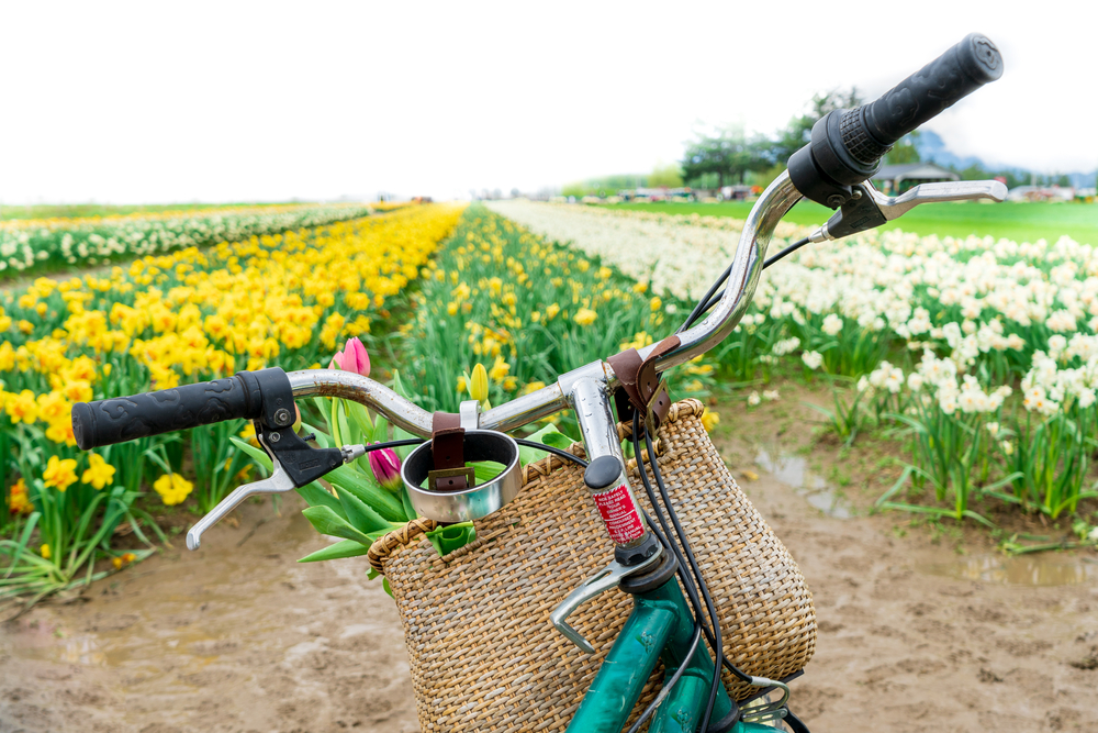 photo-of-Dutch-bike-in-tulip-field