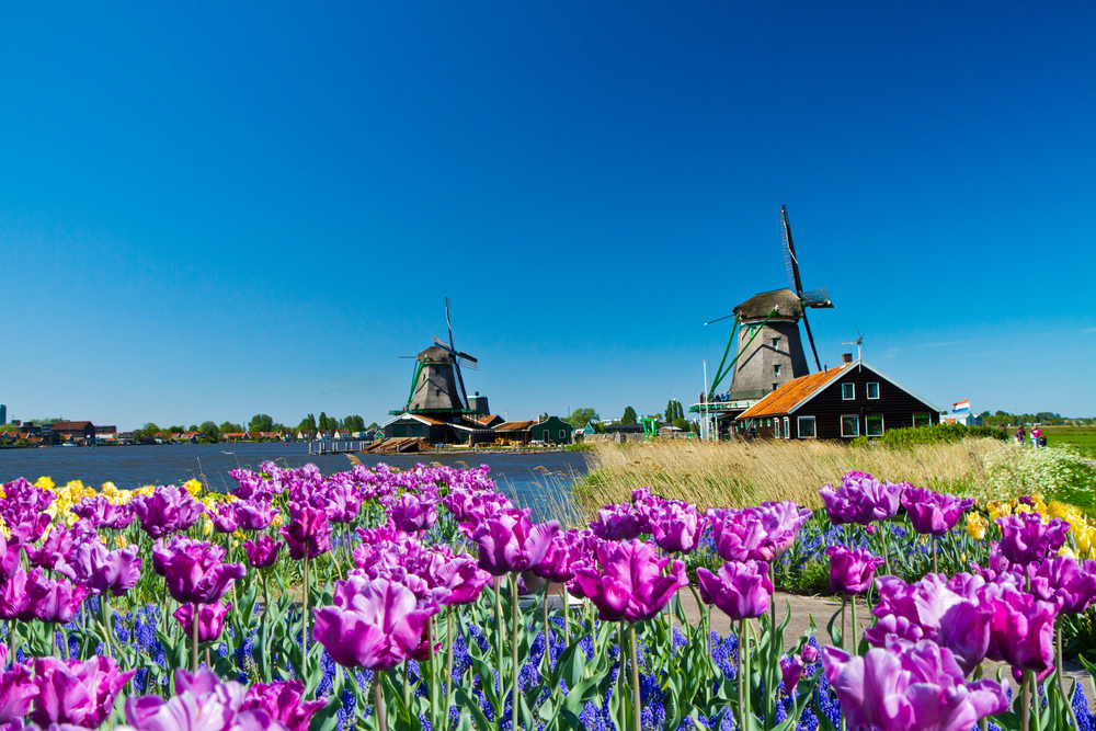 Photo-of-Dutch-countryside-with-flowers-and-windmills