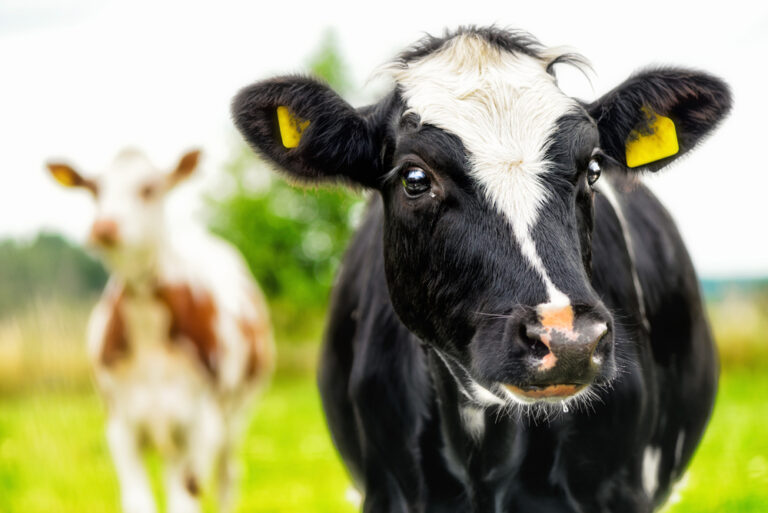 Happy 2023 y’all: the Netherlands just identified a case of mad cow disease