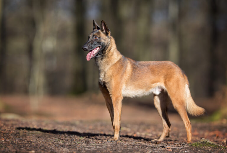 Good boys: Dutch dogs and rescue team sent to Turkey to find survivors
