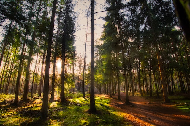 sun-shining-through-dutch-forest-in-the-netherlands