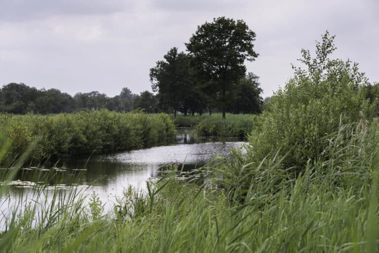 Dutch nitrogen crisis: Greenpeace wins court case against the Netherlands