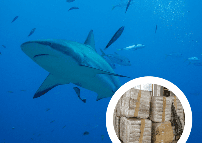 composite-image-of-shark-swimming-in-the-ocean-and-bags-on-cocaine