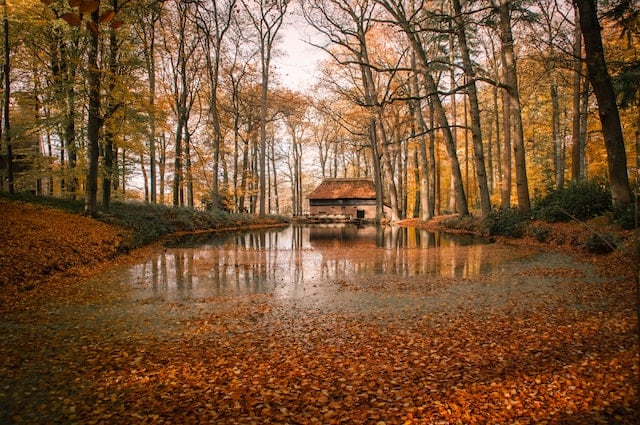 dutch-forest-in-autumn