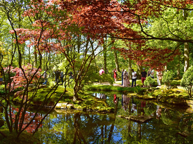 japanese garden