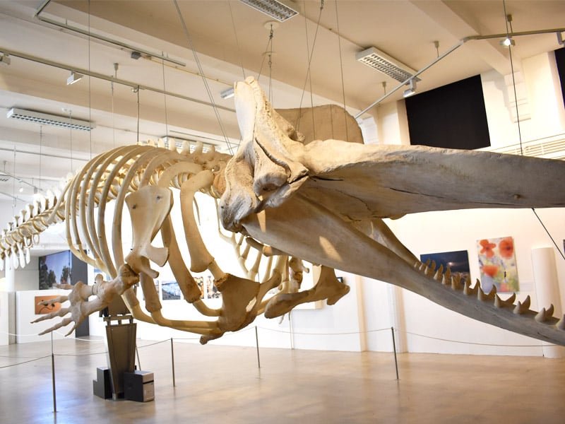 whale skeleton in the Natuurmuseum Brabant
