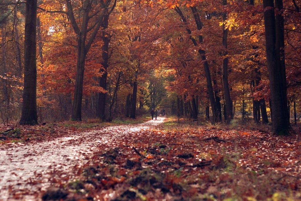 Autumn in the Netherlands