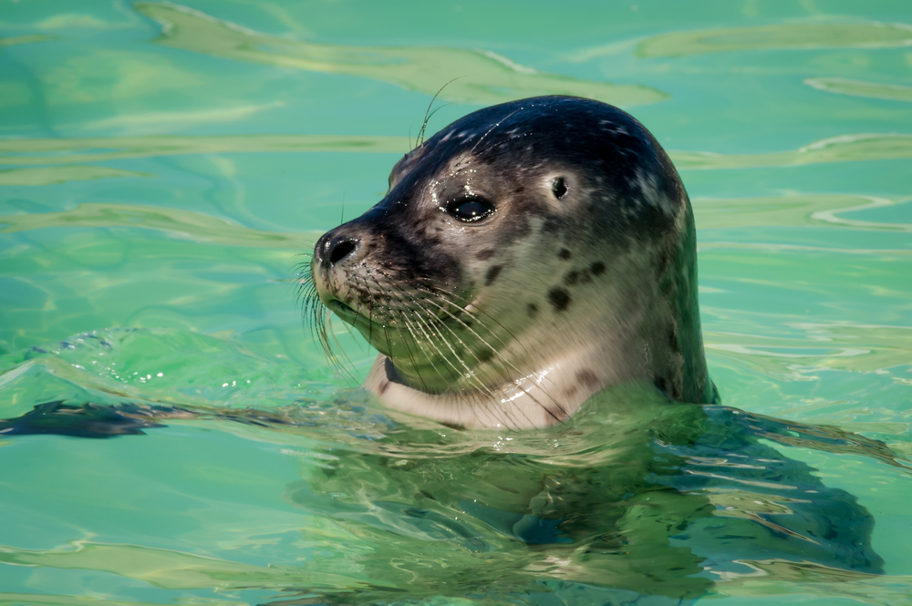 Seal-swimming-in-water-in-ecomae-nature-centre-texel