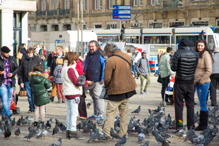 Bird watching in Amsterdam: How many birds can you see from your balcony?