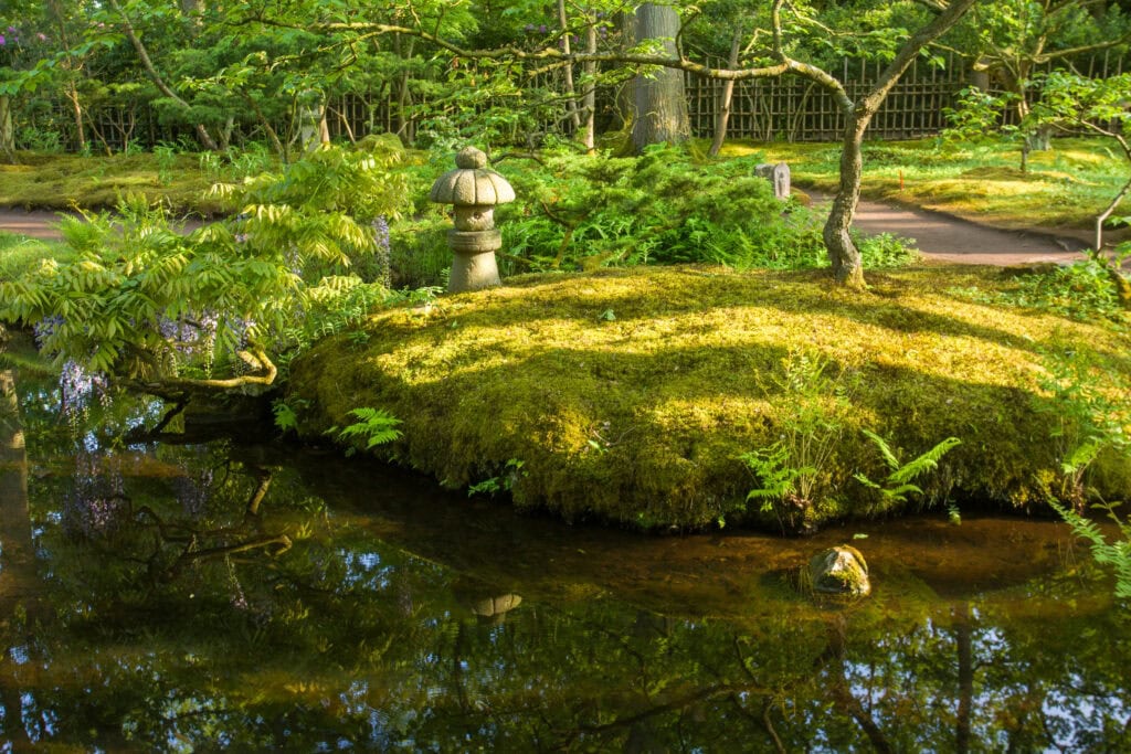 A-picture-of-the-ferns-in-the-Japanese-garden-in-Den-Haag