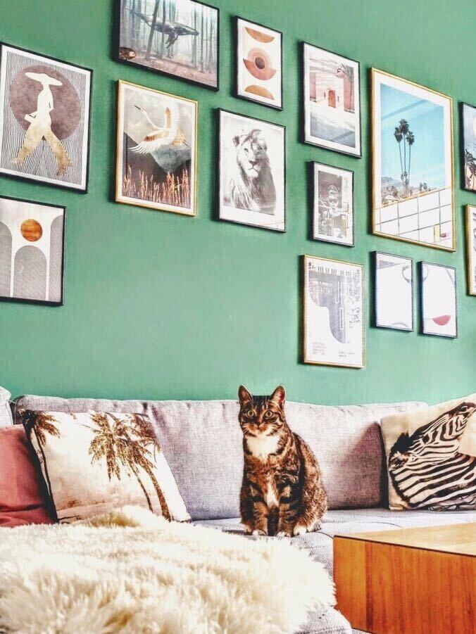 Ollie the cat sitting on the couch in front of the framed pictures.