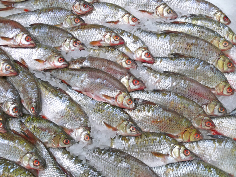 Dutch man found with 190 pounds of stolen FISH in his trunk (Why? Who knows)