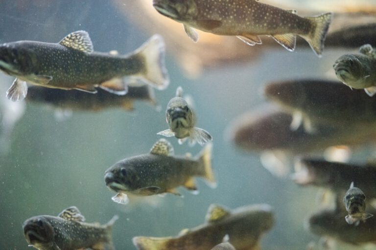 The Dutch ‘fish doorbell’ has been pressed 150,000 times so far this year