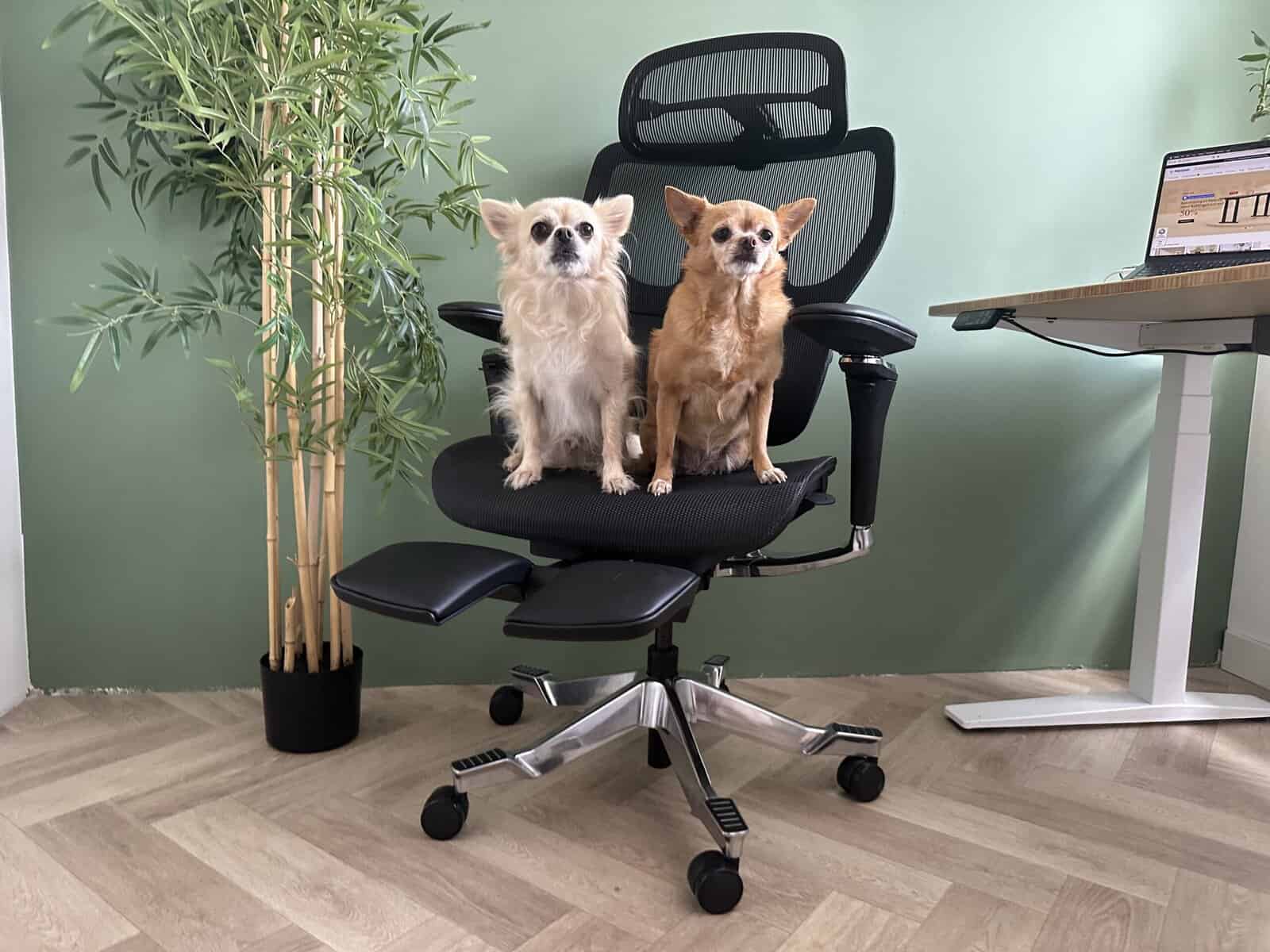 Flexispot C7 Morpher review: the office chair that does