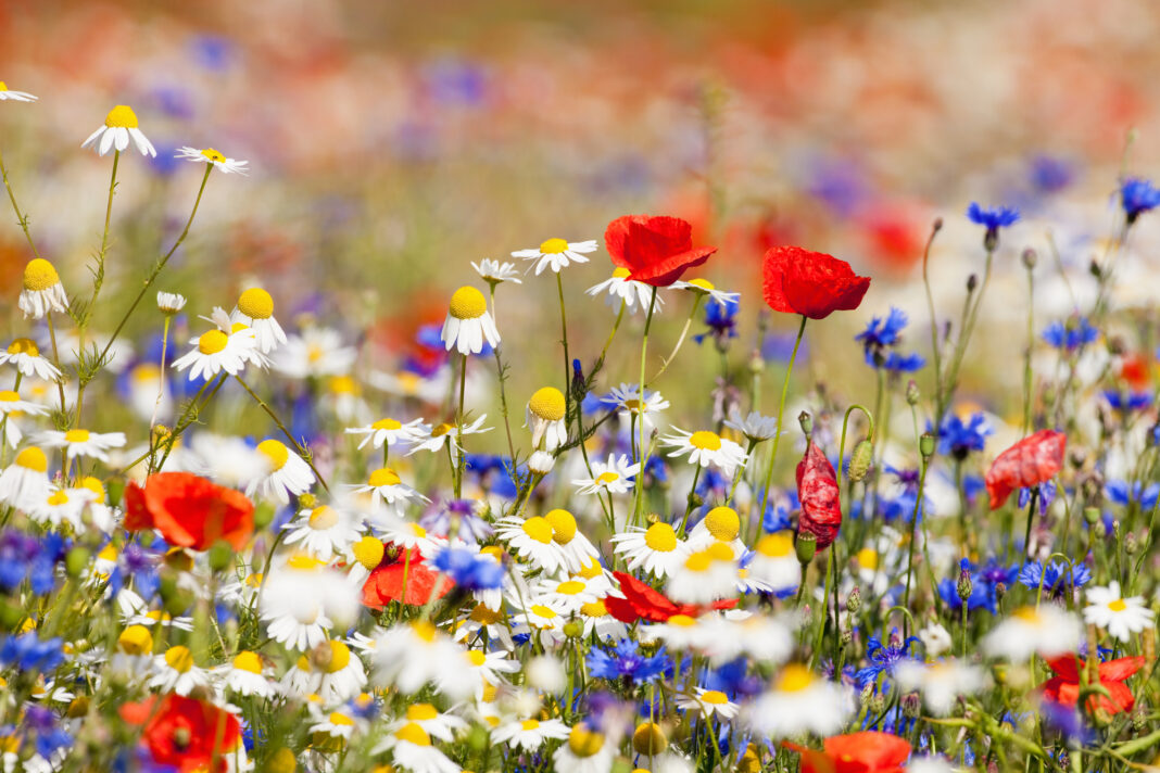 Red-blue-and-white-flowers-in-a-field