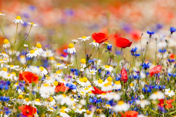 Red-blue-and-white-flowers-in-a-field