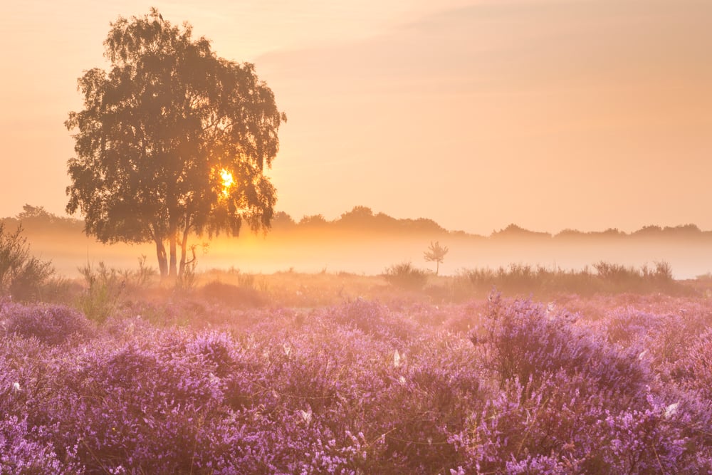 Fog-over-blooming-heather-near-Hilversum-at-sunrise
