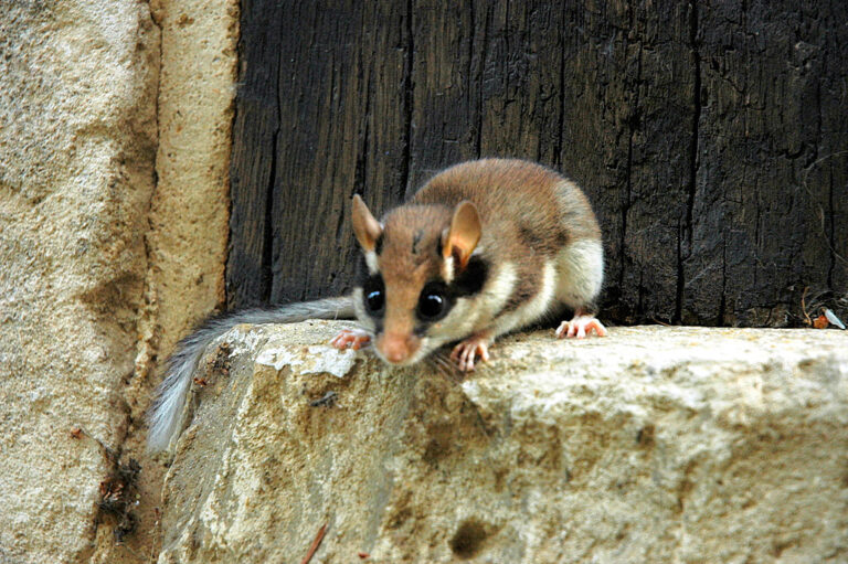 Nearing extinction: only 150 garden dormice left in Limburg
