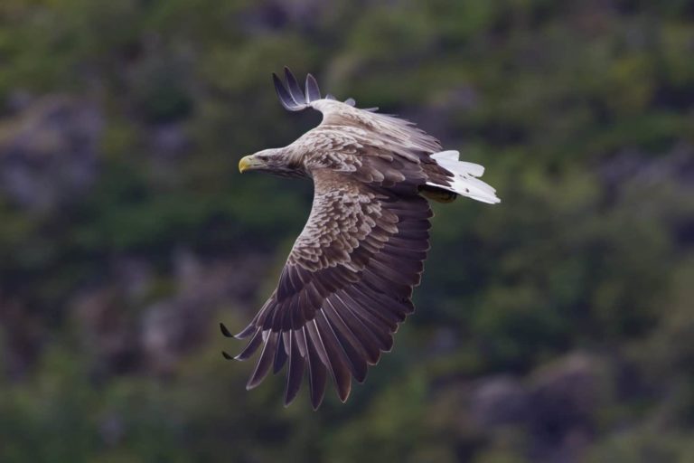 Sea Eagles in the Netherlands: soaring back in the country