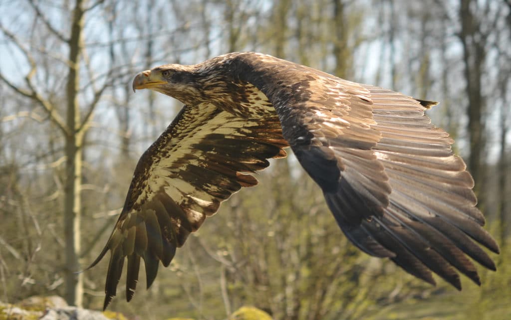 sea eagles in the Netherlands