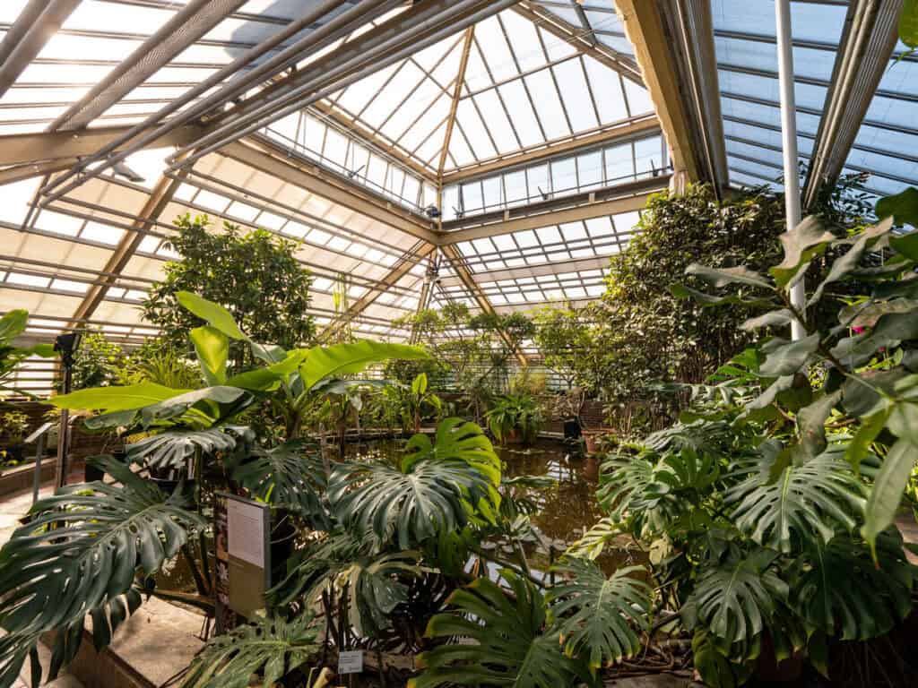 photo-of-butterfly-garden-in-Leidens-hortus-botanicus-with-many-plants