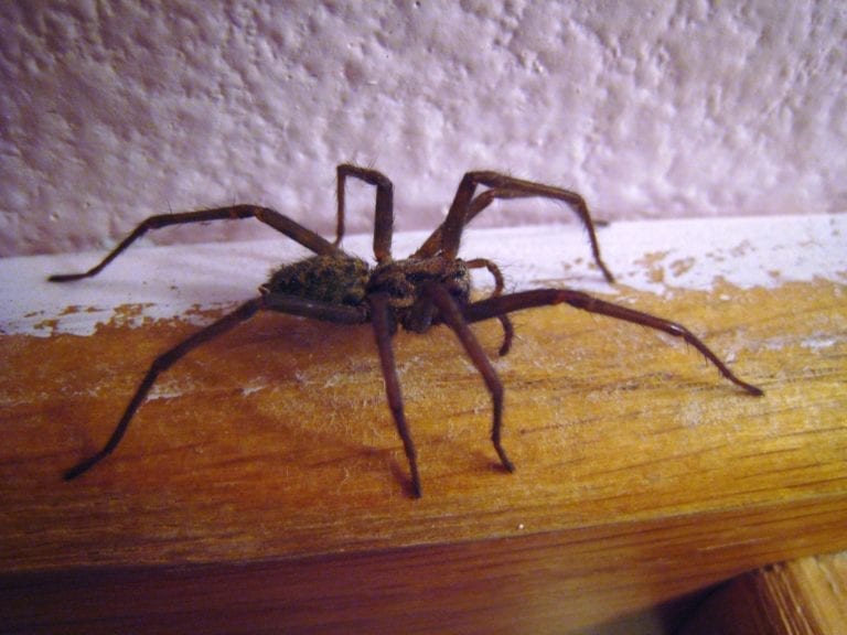 Scared of spiders? This year the spiders in the Netherlands are looking enormous!