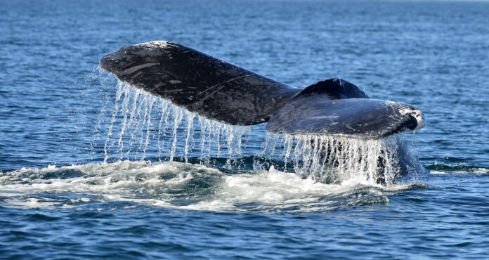Tail-of-a-humpback-whale-just-above-water