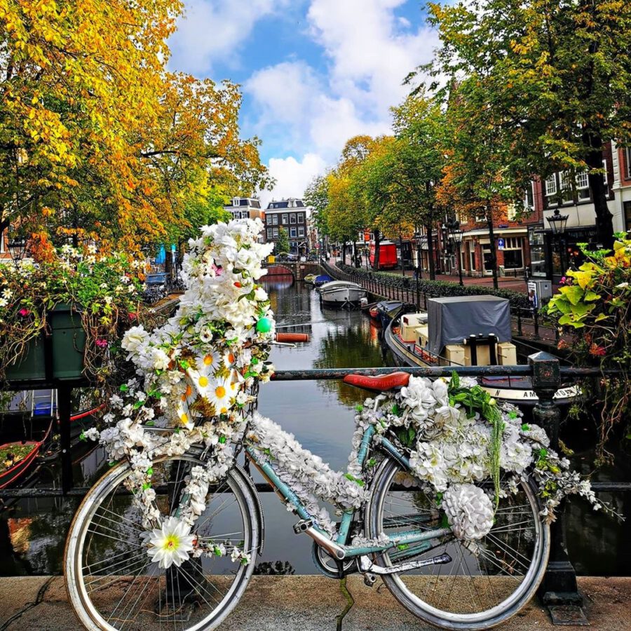 A-bike-covered-in-white-flowers-leaning-against-a-canal-railing-from-flower-bike-man-in-Amsterdam