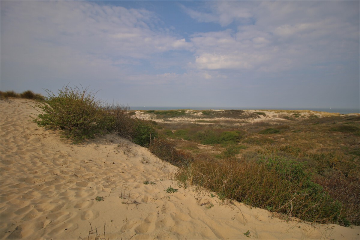 Dunes-in-Scheveningen-Netherlands