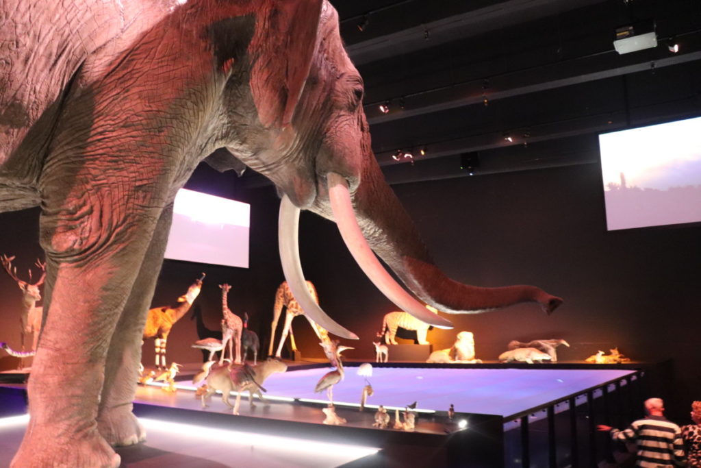 Naturalis: Leiden's biodiversity centre and museum of life | DutchReview