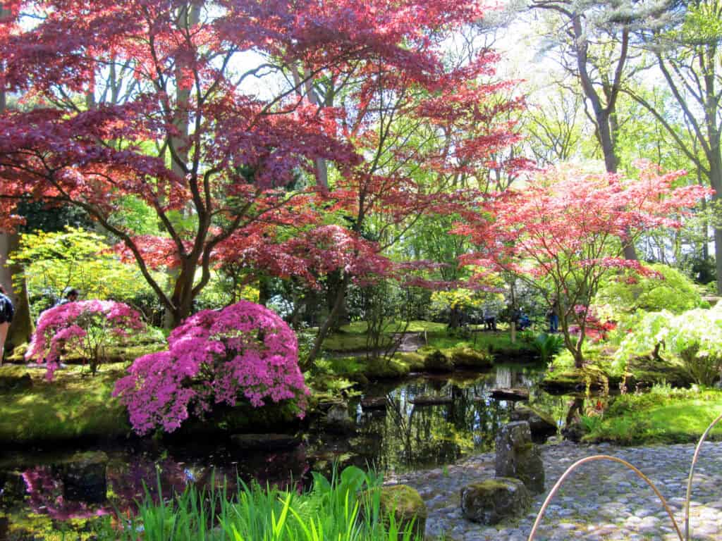 A-picture-of-the-Japanese-garden-in-Den-Haag